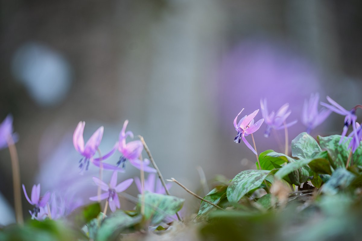 国営越後丘陵公園(公式) tweet media