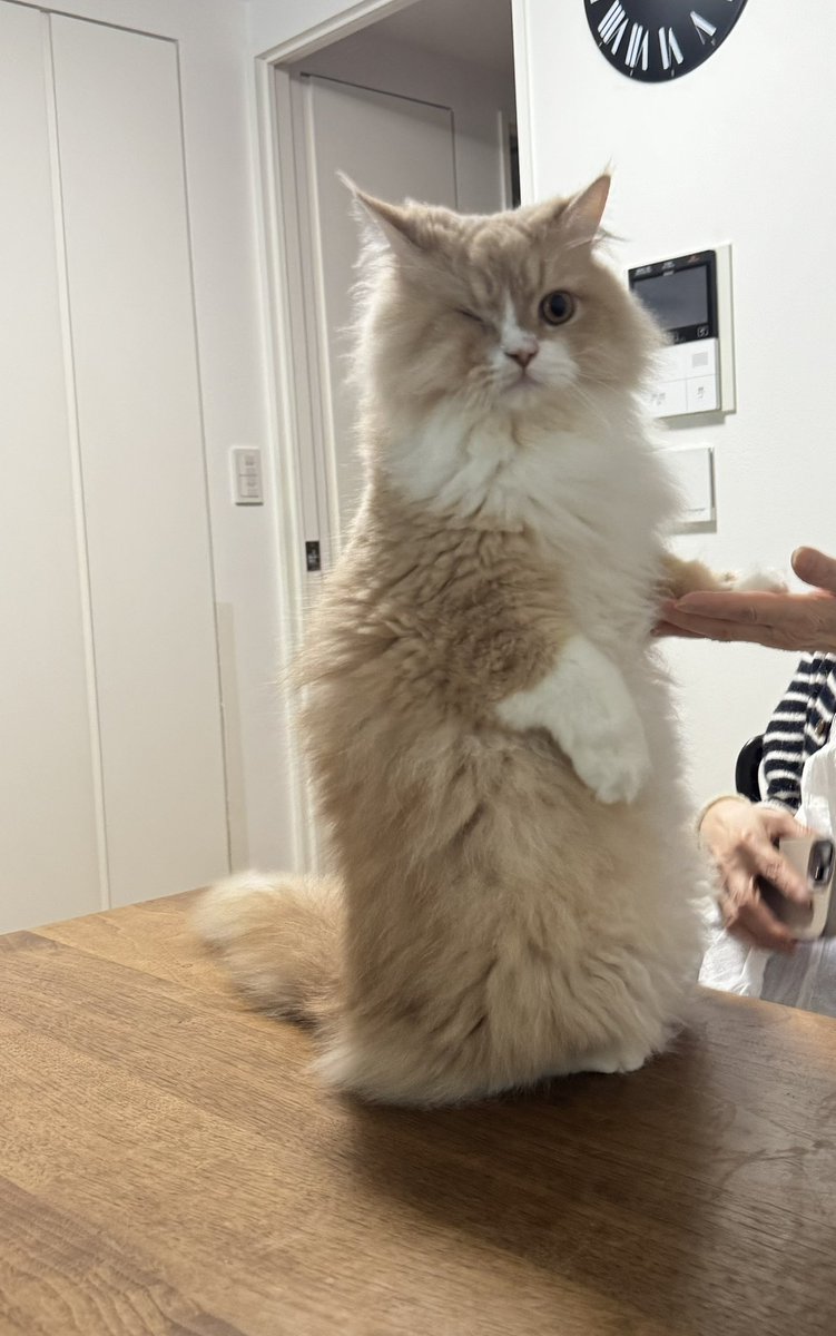 ねこまたぎ tweet media