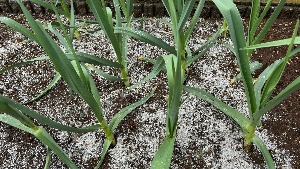 ほげろん@土管屋 tweet media