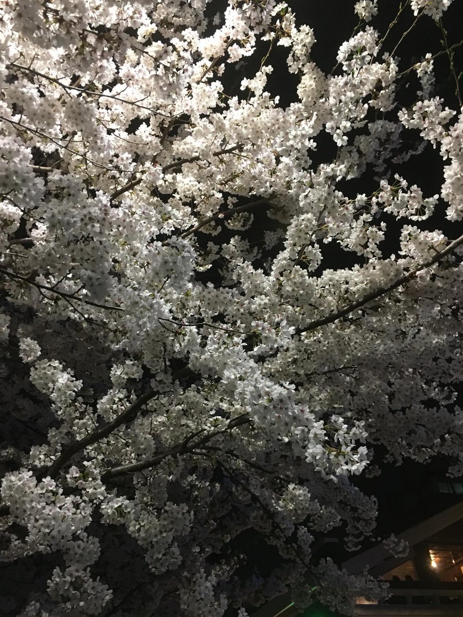 쮸냥이 tweet media