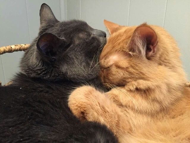 Thalía🪭⁷ tweet media