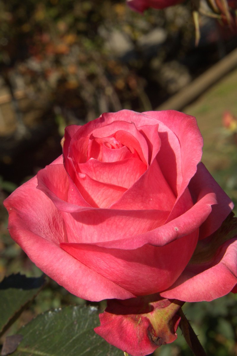 ♠️☢️RATTLEHEAD☢️💀 tweet media