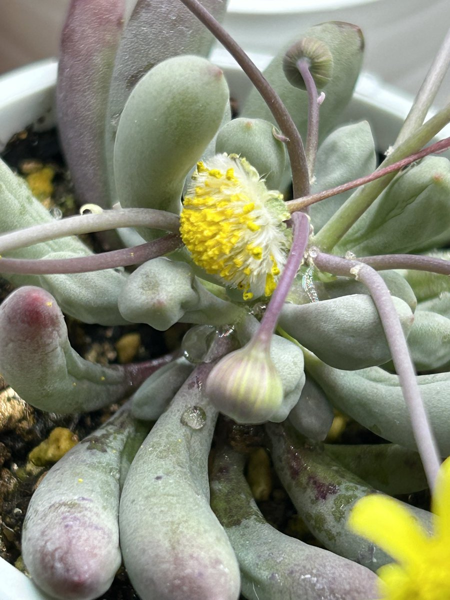 野崎裕理(Yuri Nozaki) tweet media