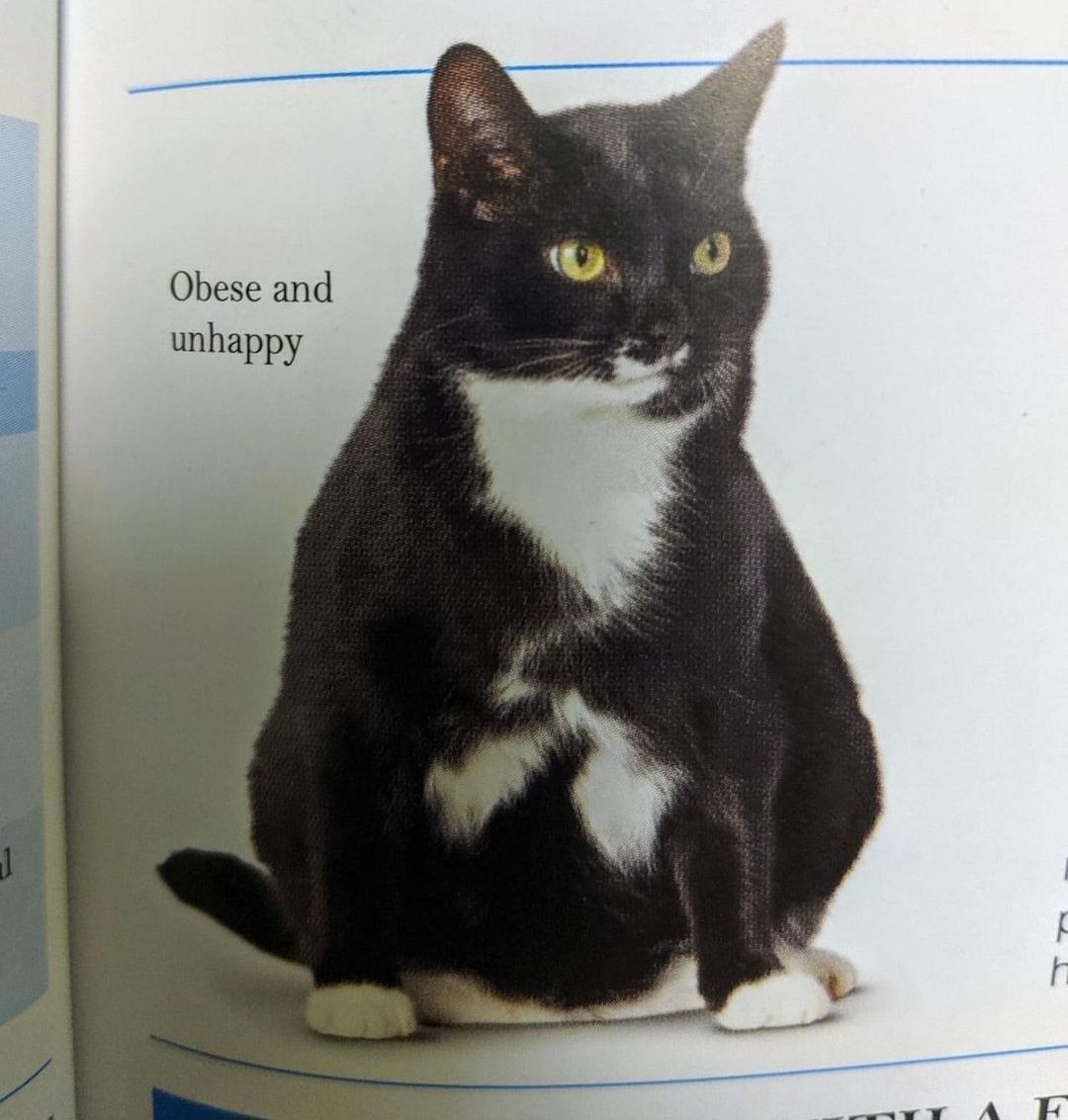 Punch Cat tweet media