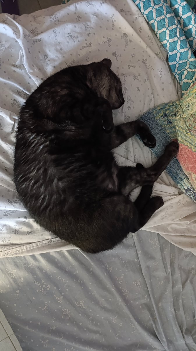 lau🧉🐈‍⬛ tweet media