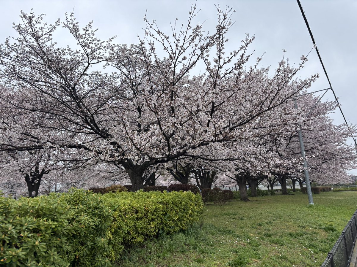 出る杭打たれぬ杭@土木設計支援・土木工務支援屋 tweet media