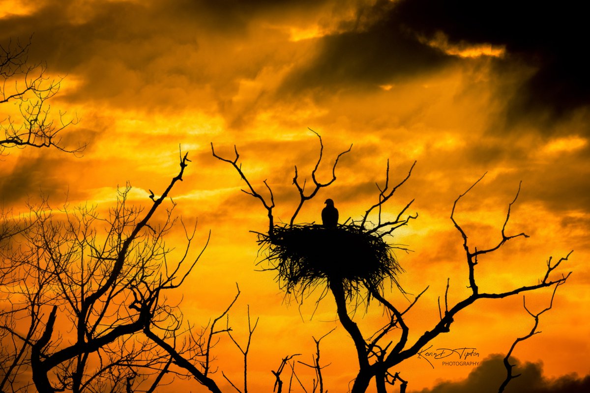 Capt KEVman!!! tweet media