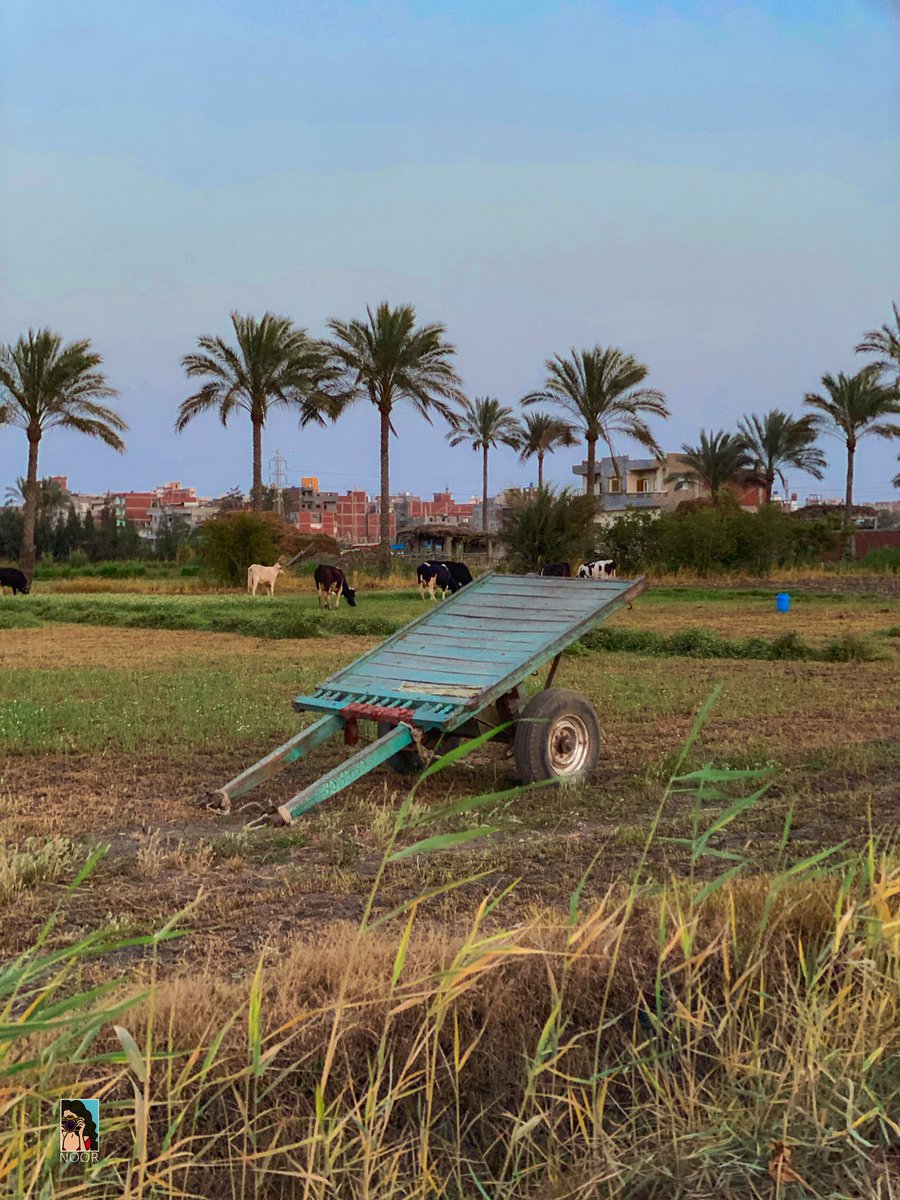 NOOR 𓂆 tweet media