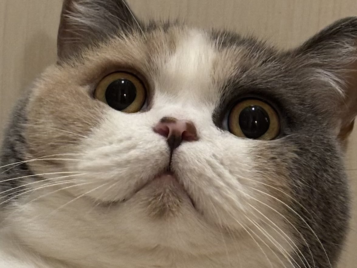 uuu-suke tweet media