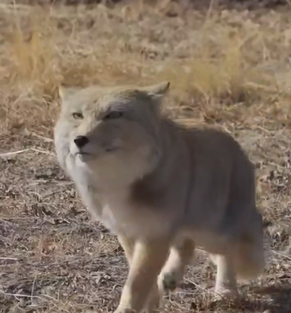 ITZZZ_C4 tweet media