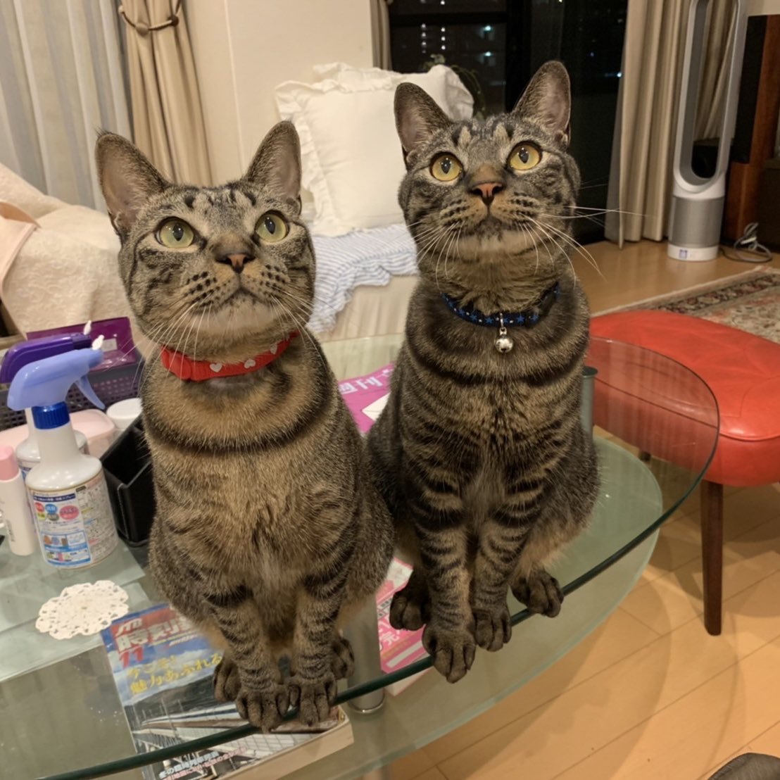 精神科YouTuberメンタルドクターSidow tweet media