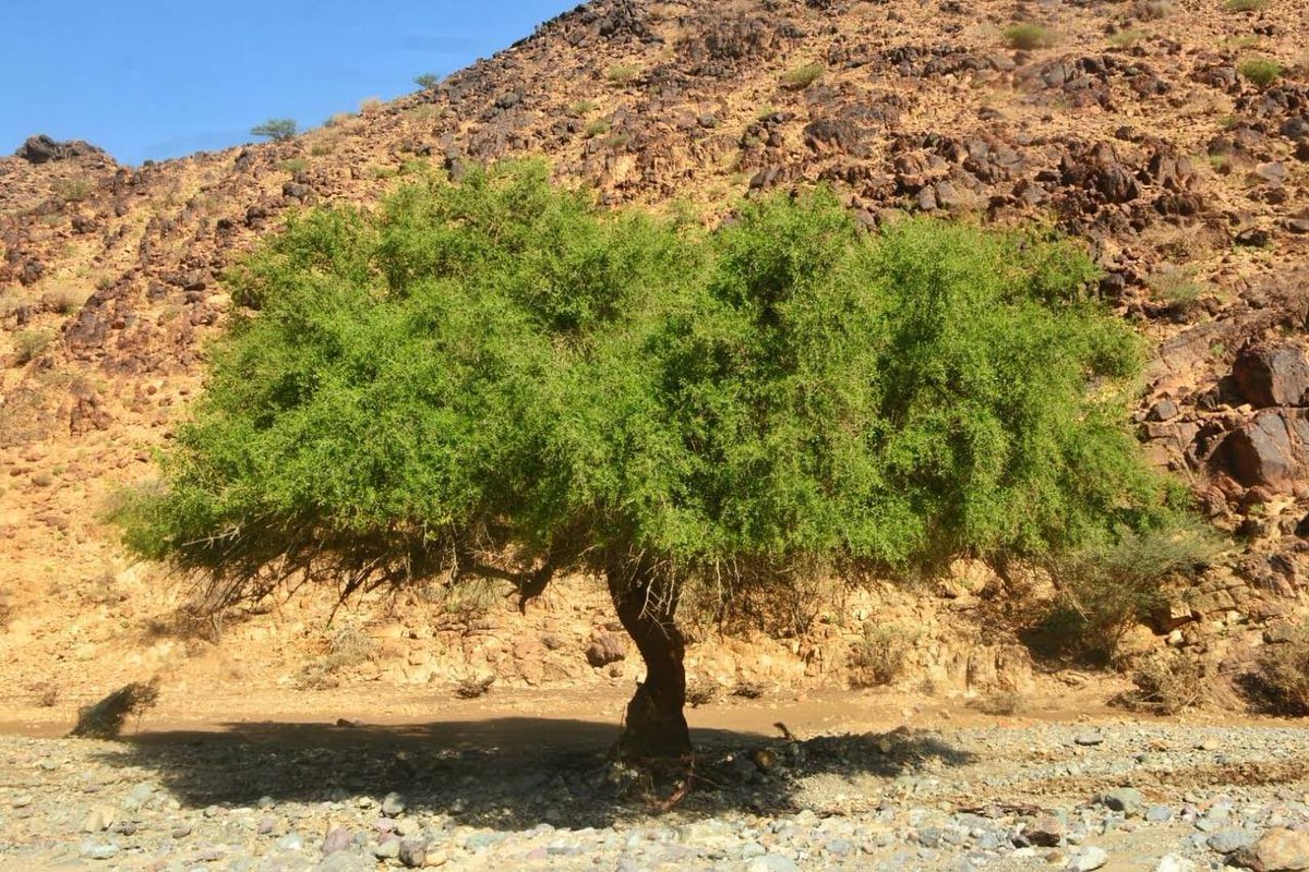 ام أسامه tweet media