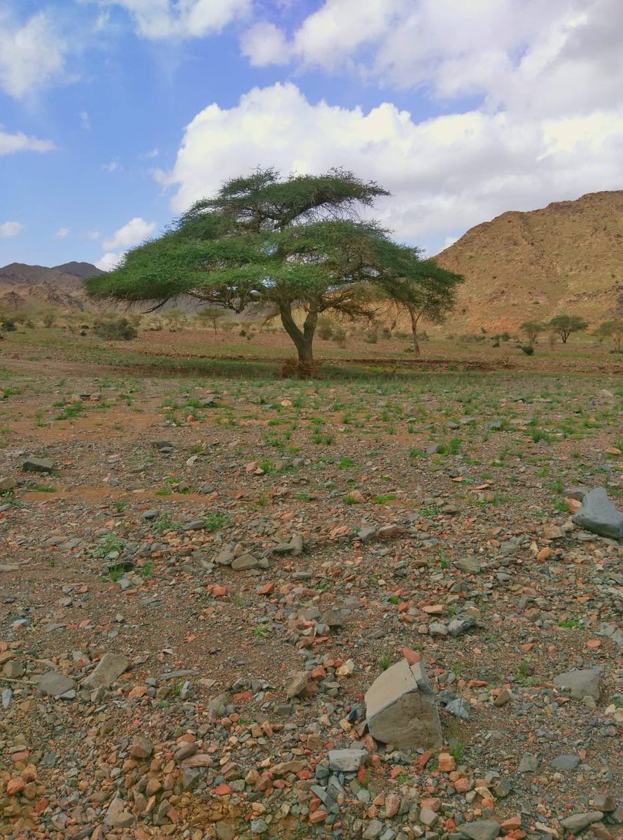 ام أسامه tweet media