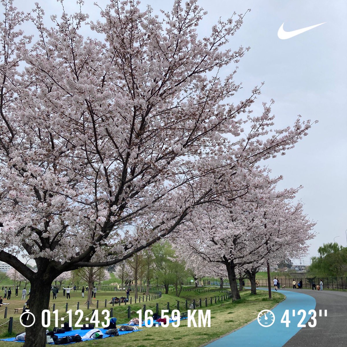 ギンモモ2 tweet media