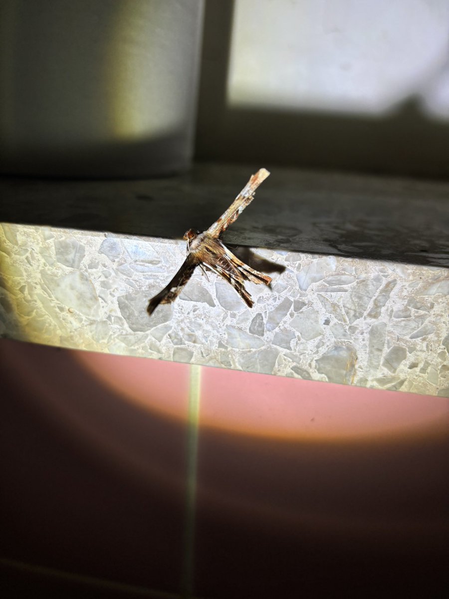 あやたか tweet media