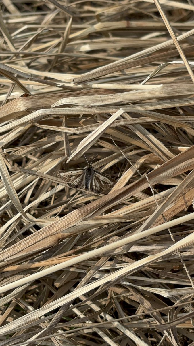 あやたか tweet media