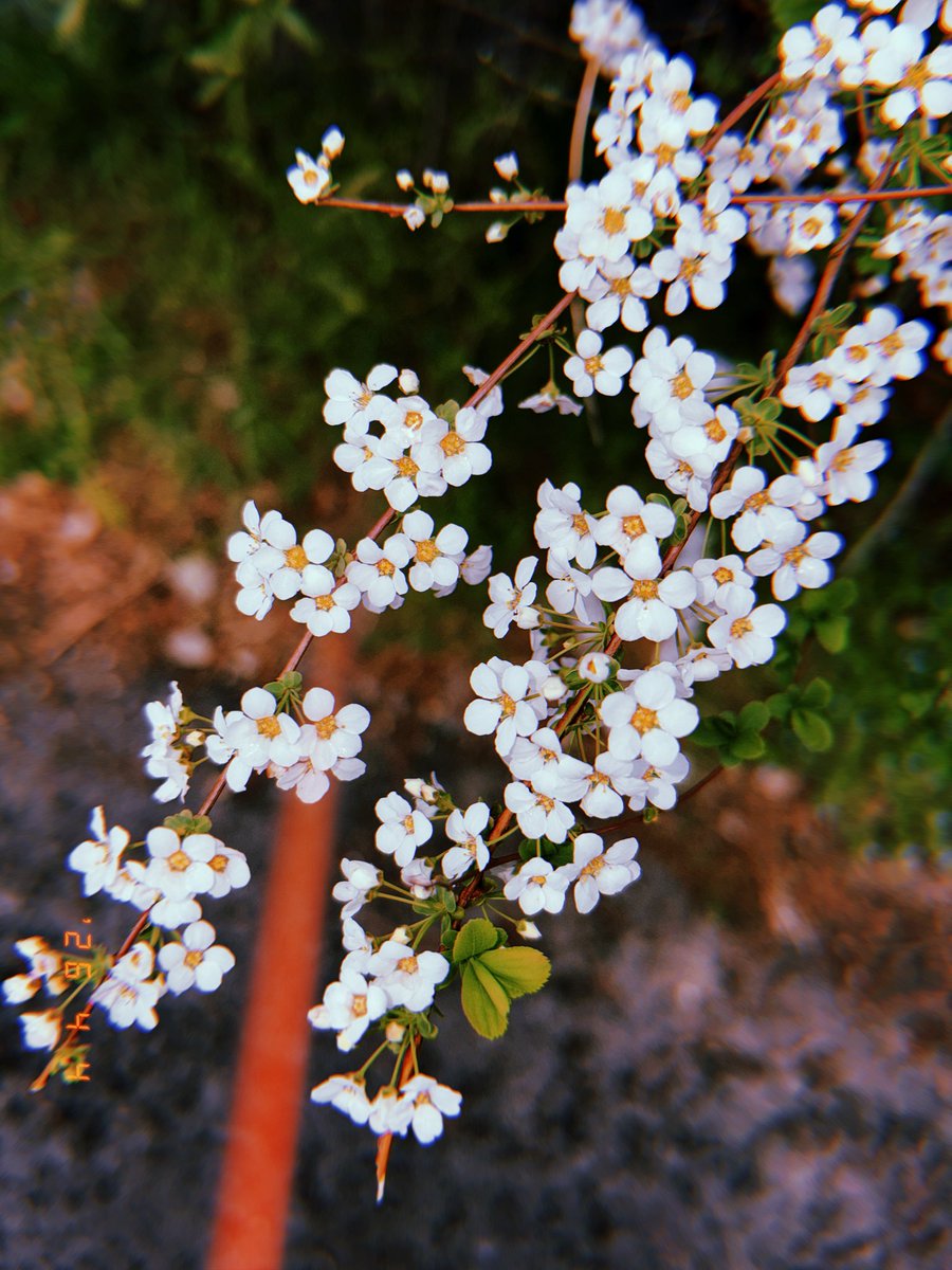 이시보 tweet media