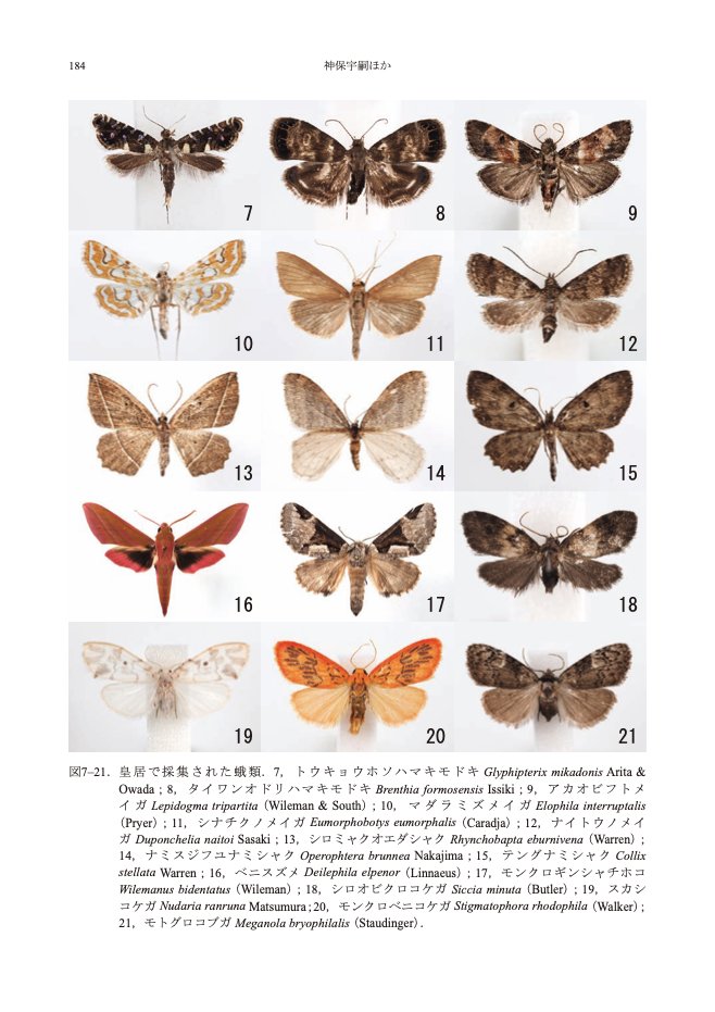 蛾もLOVE(阪本優介) tweet media