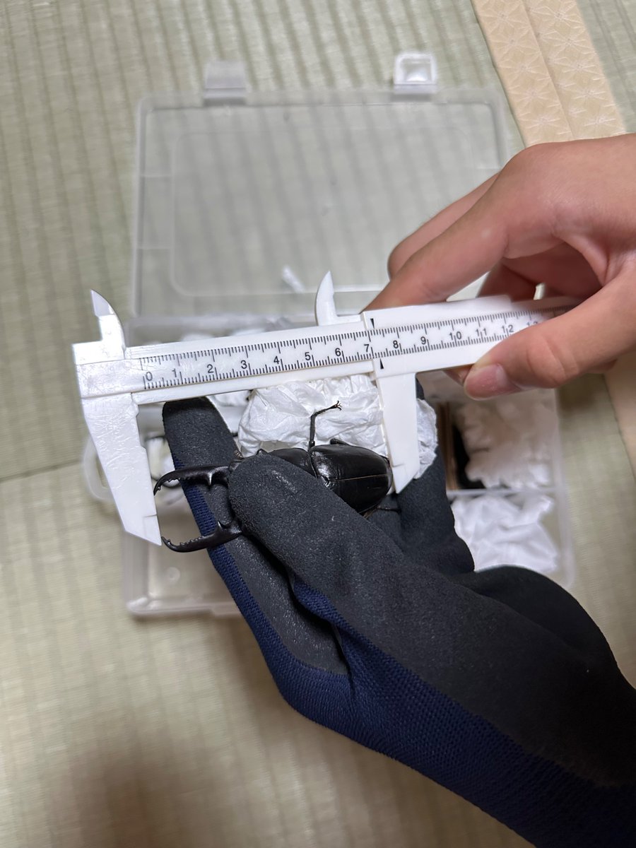 はむ@クワガタ tweet media