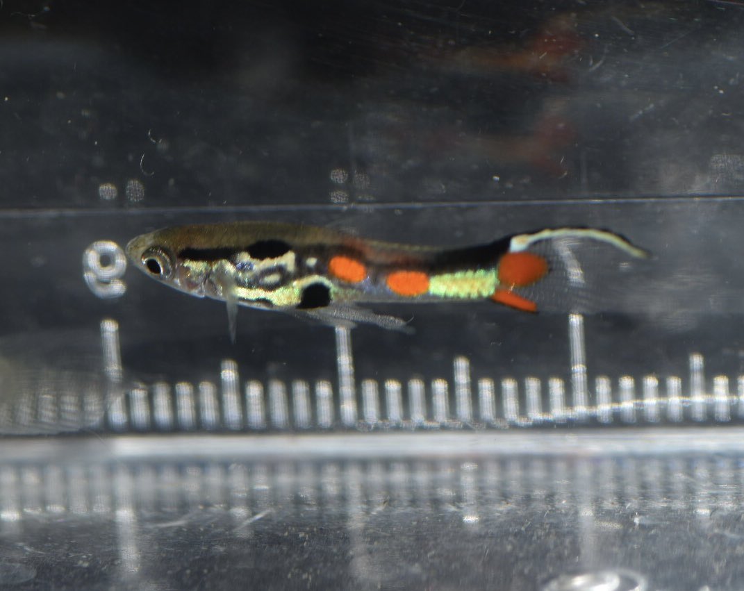 のぉん tweet media