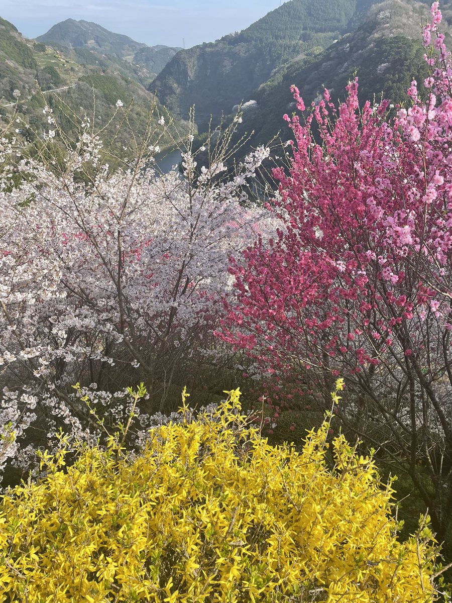 Shunsuke Hori / 堀俊介 tweet media