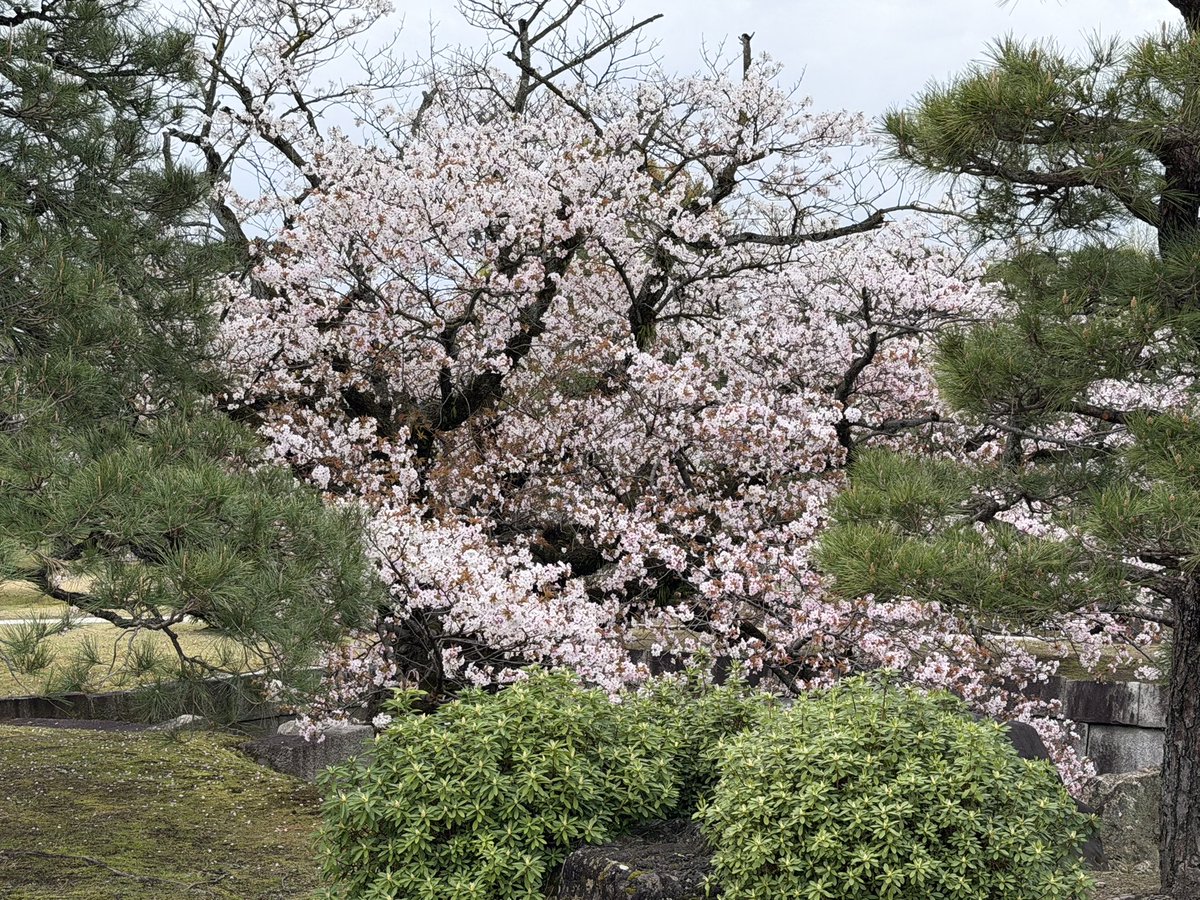 K Hishikawa tweet media