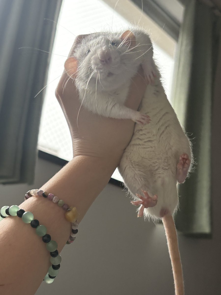 로리몬스터 tweet media