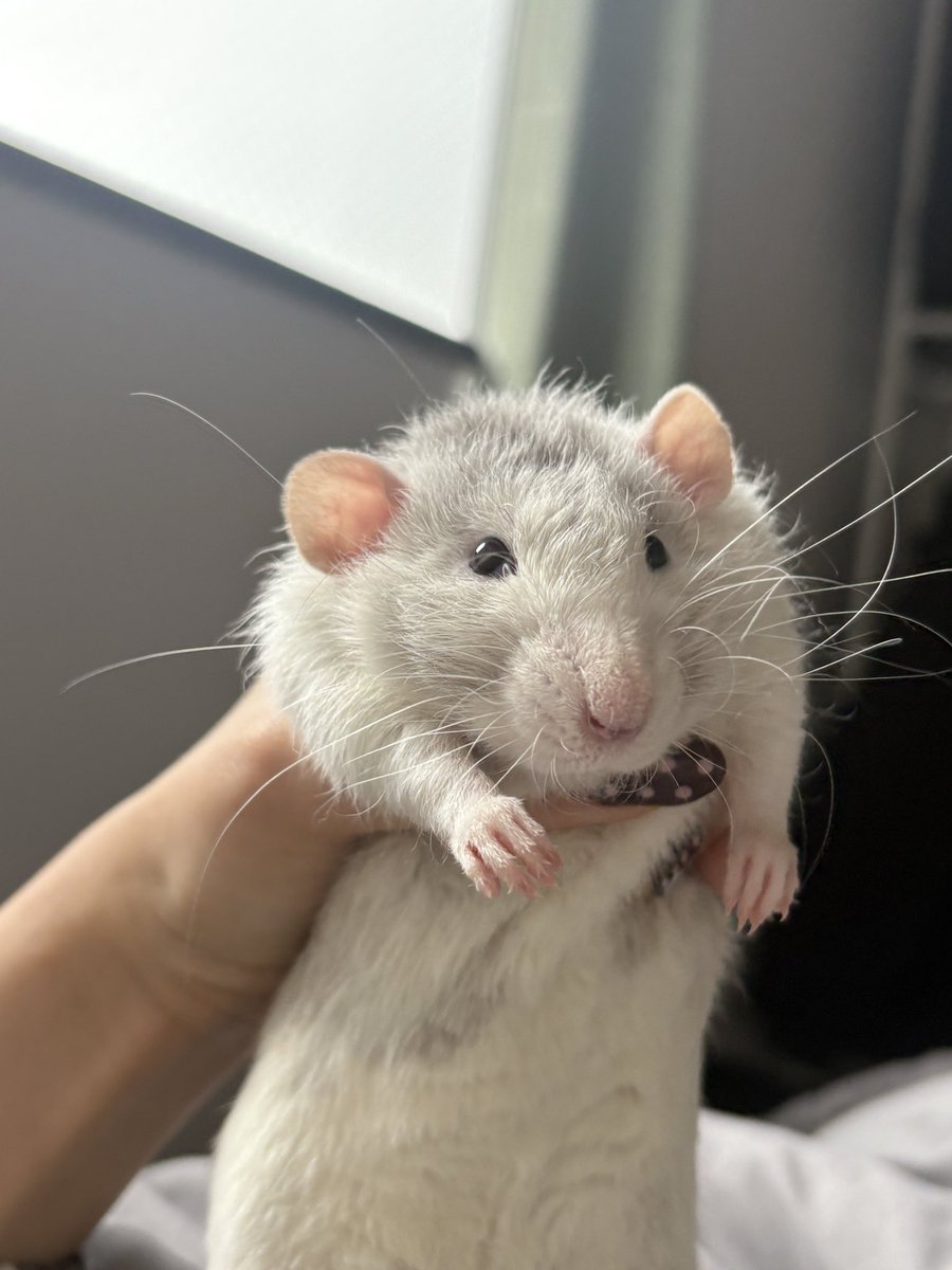 로리몬스터 tweet media