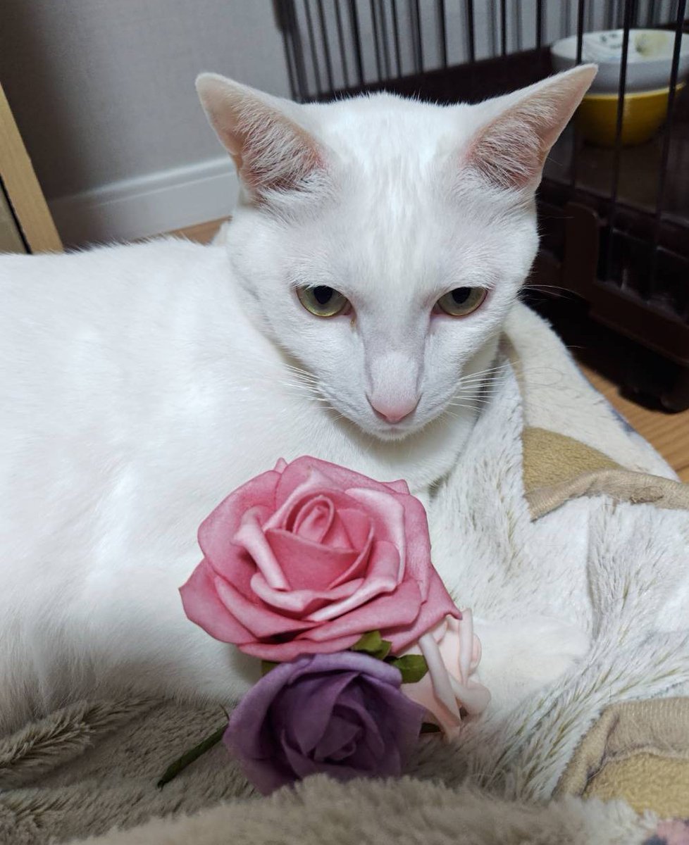 うめくり tweet media