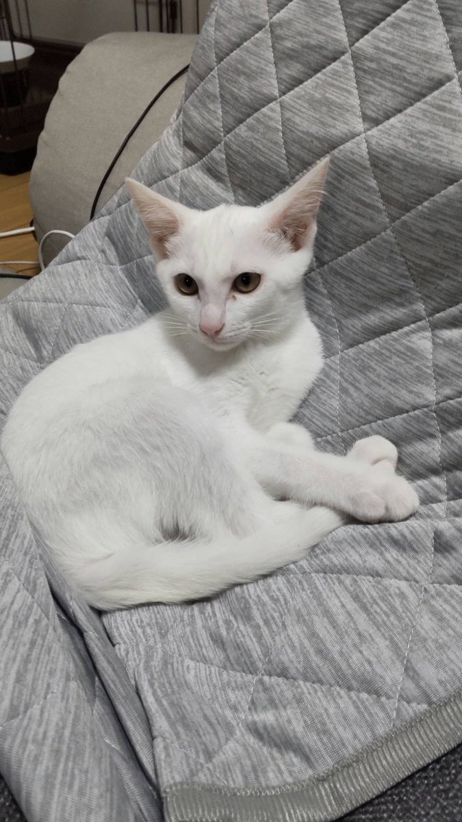 うめくり tweet media