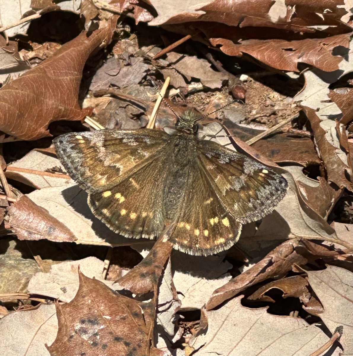 はむ@クワガタ tweet media