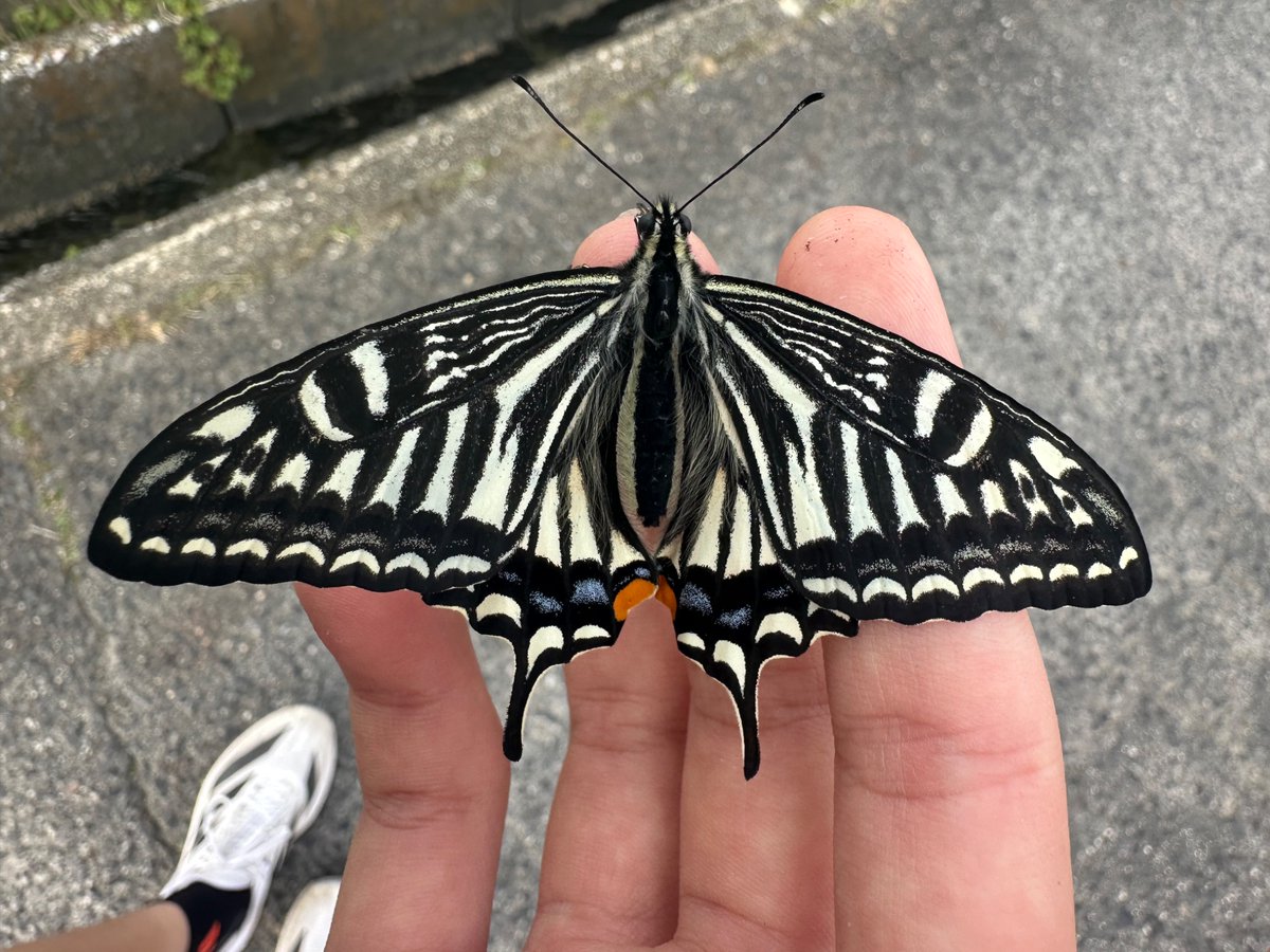 はむ@クワガタ tweet media