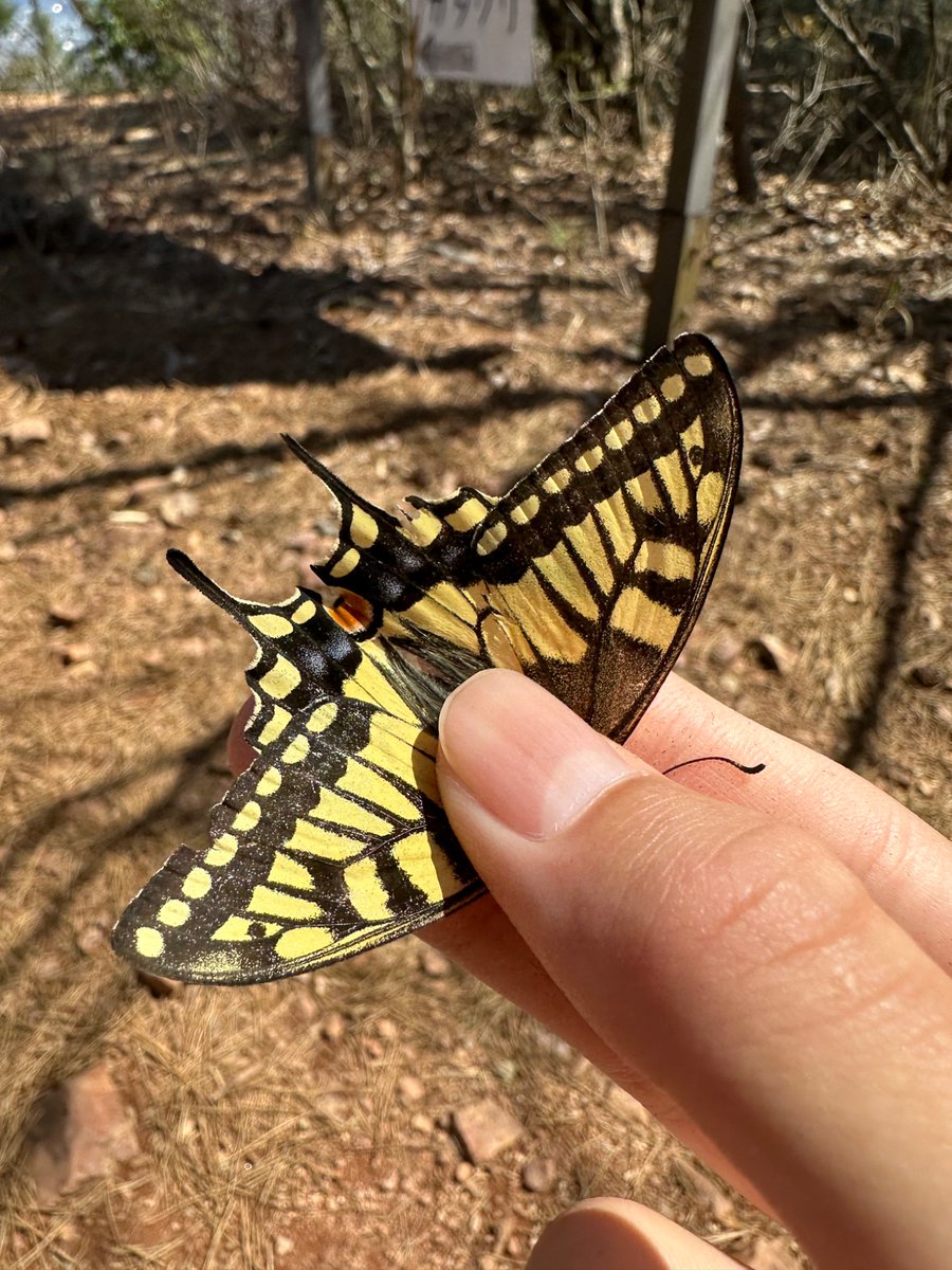 はむ@クワガタ tweet media