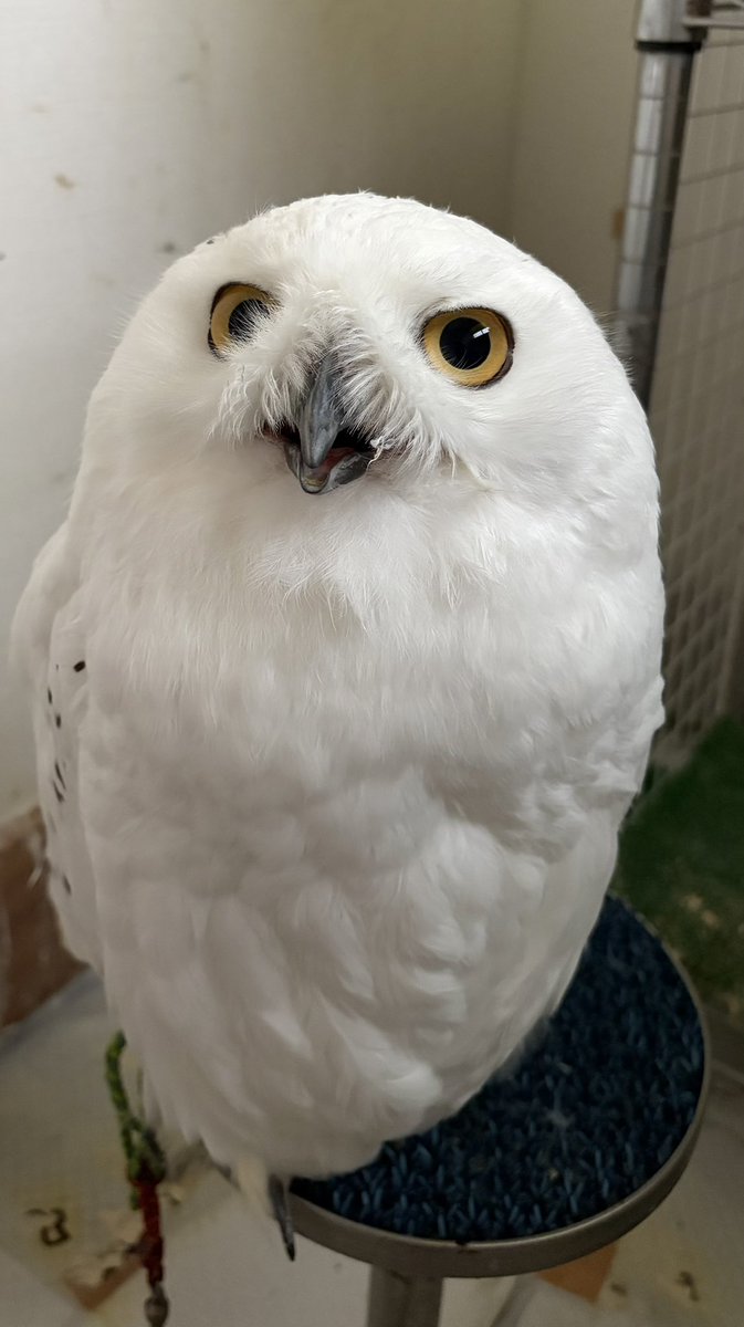 きなこ🦉6羽&🦜22羽 tweet media