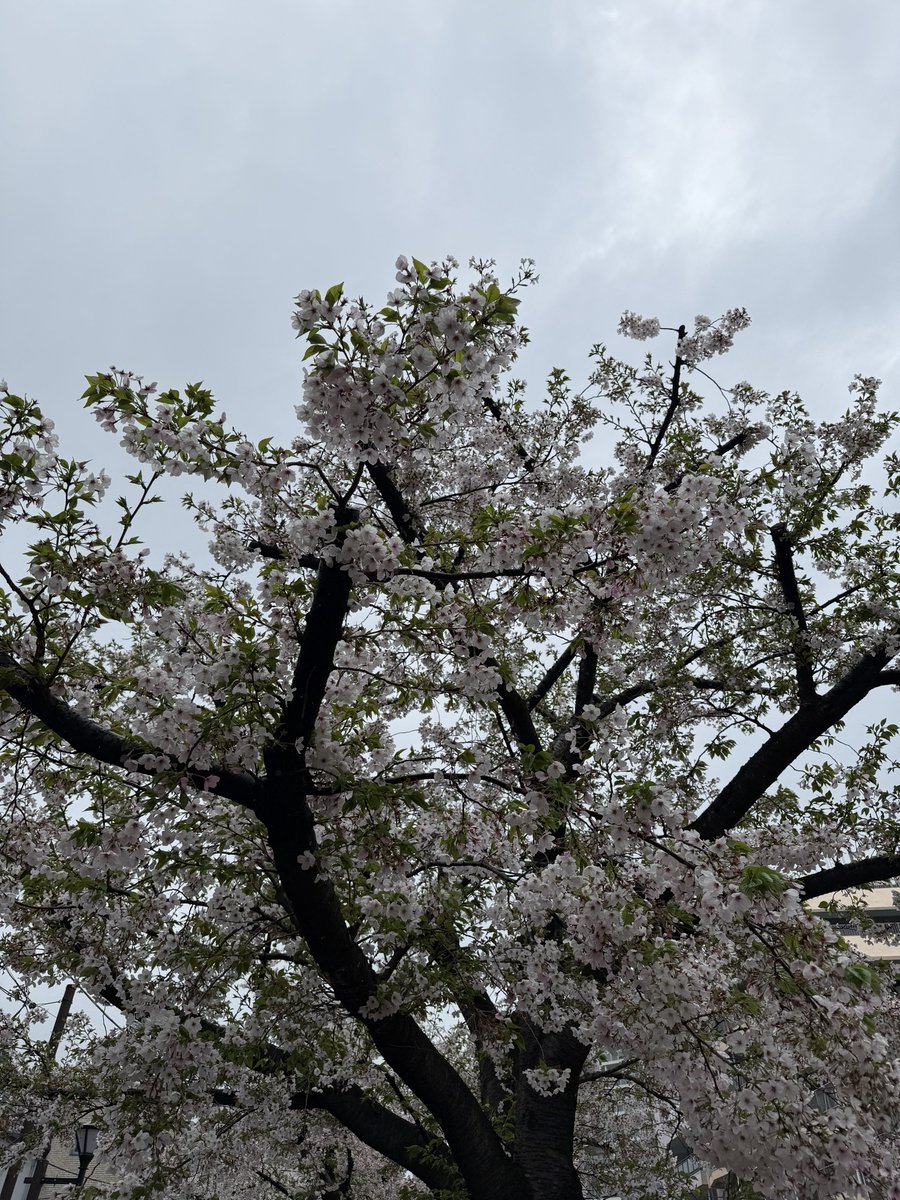 蘭子45歳　2人のママ　都内タクシードライバー2年目 tweet media