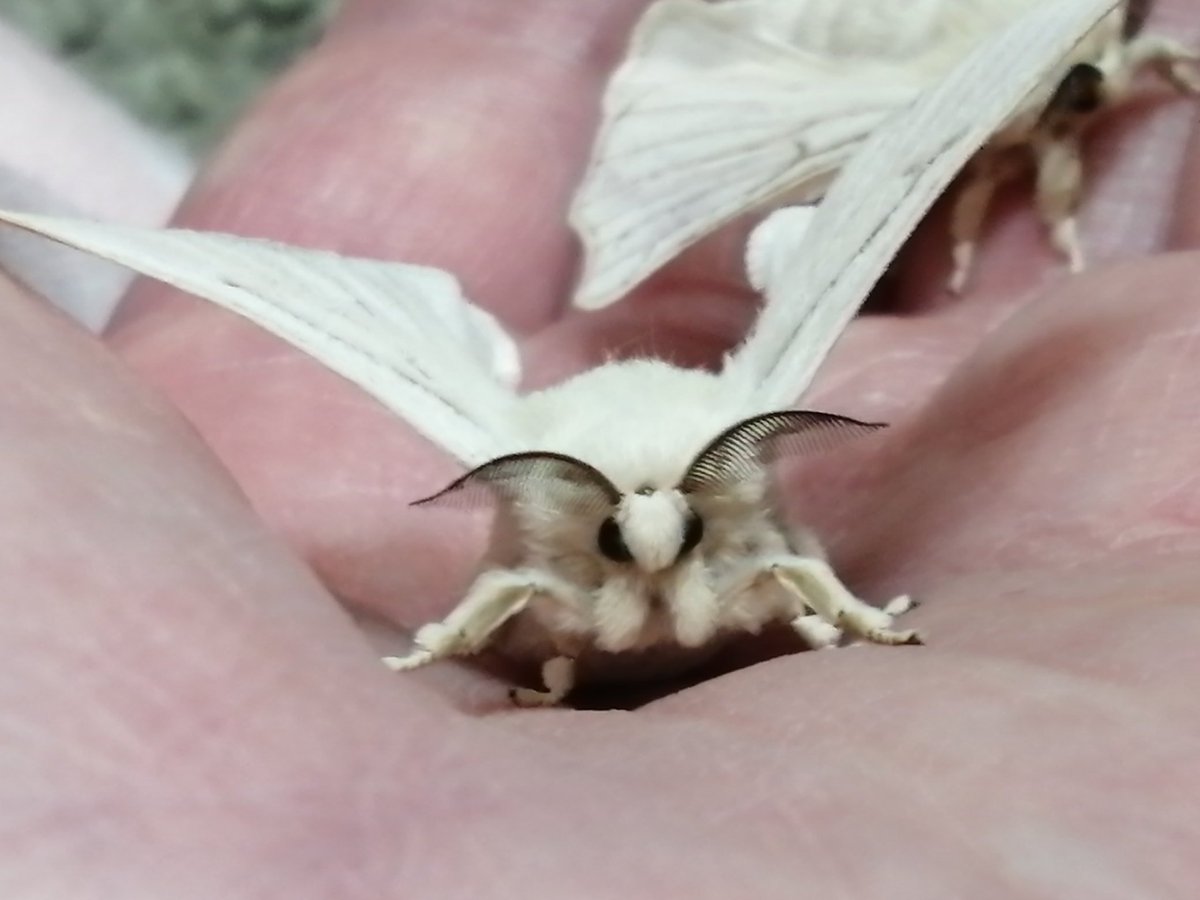 Ohムラサキイモイモ🍉 tweet media