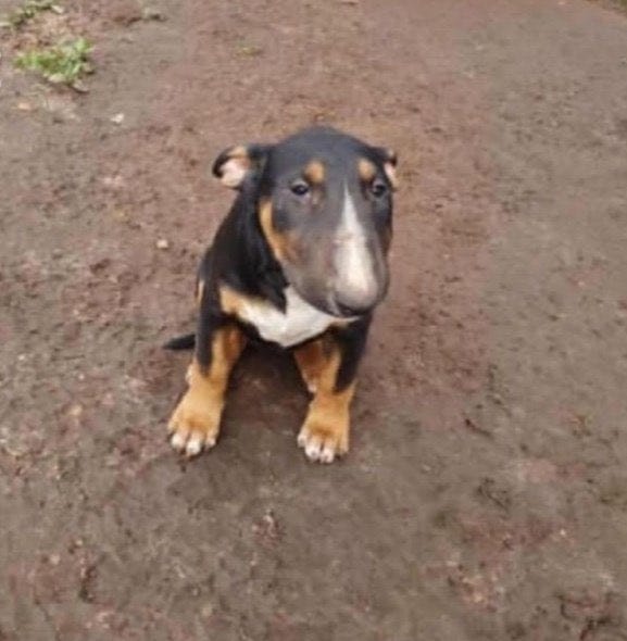 Radical Edward tweet media