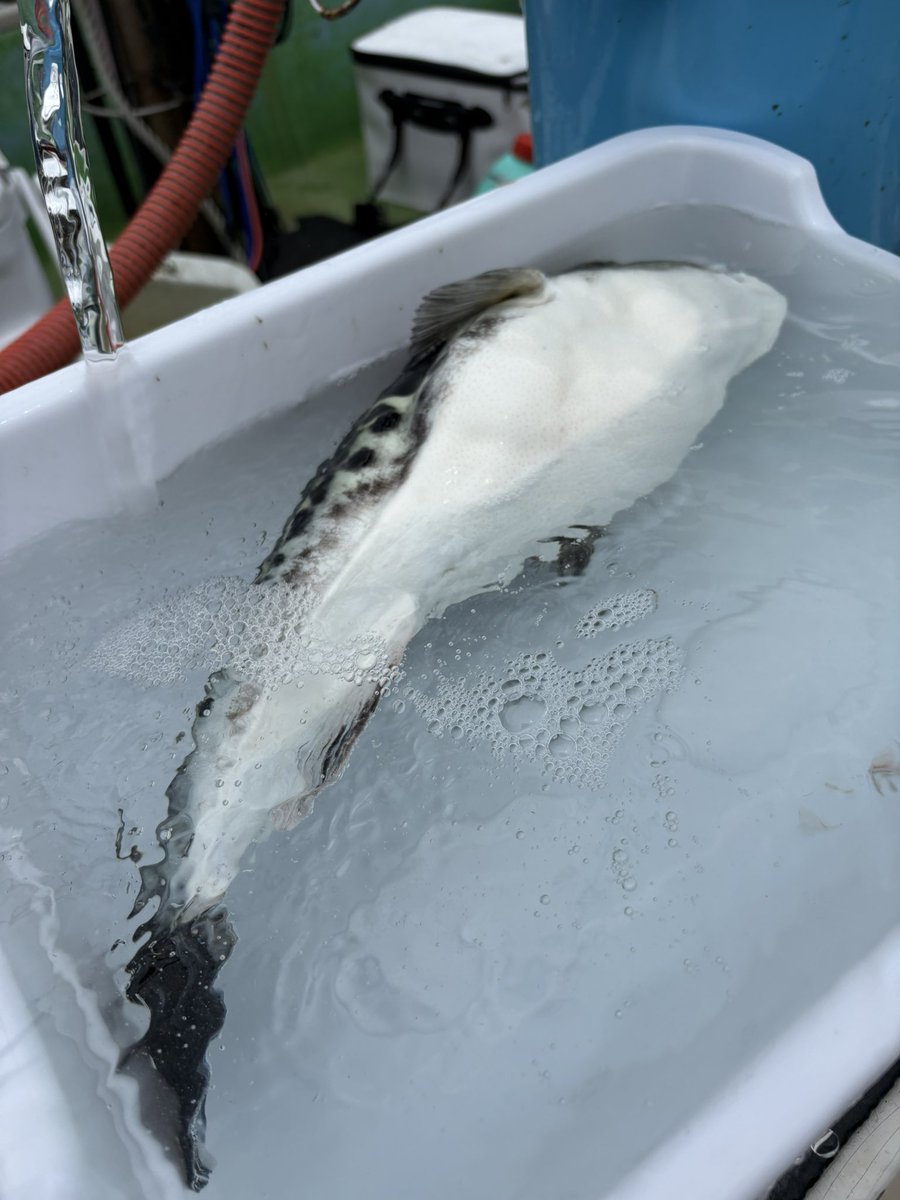 田中　義博 tweet media