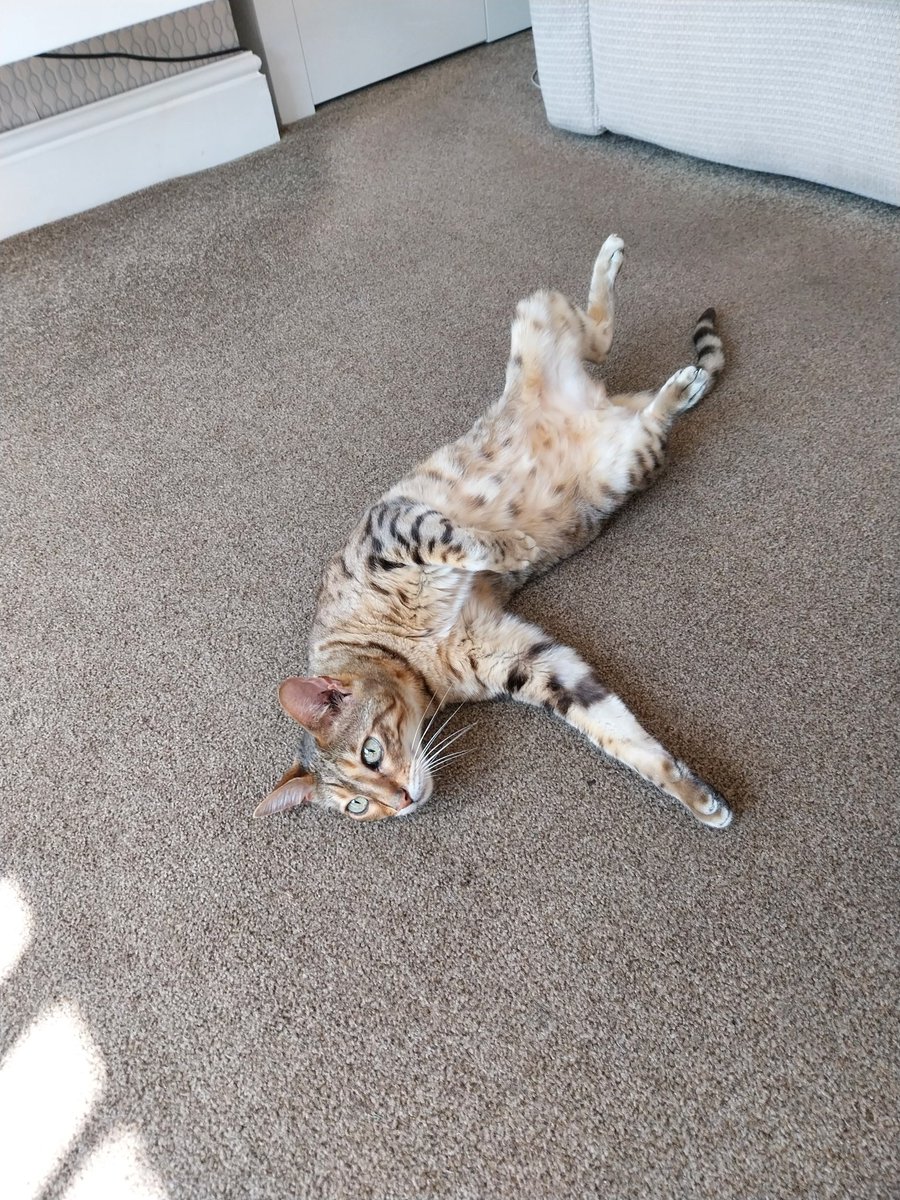 Neil Quinn tweet media