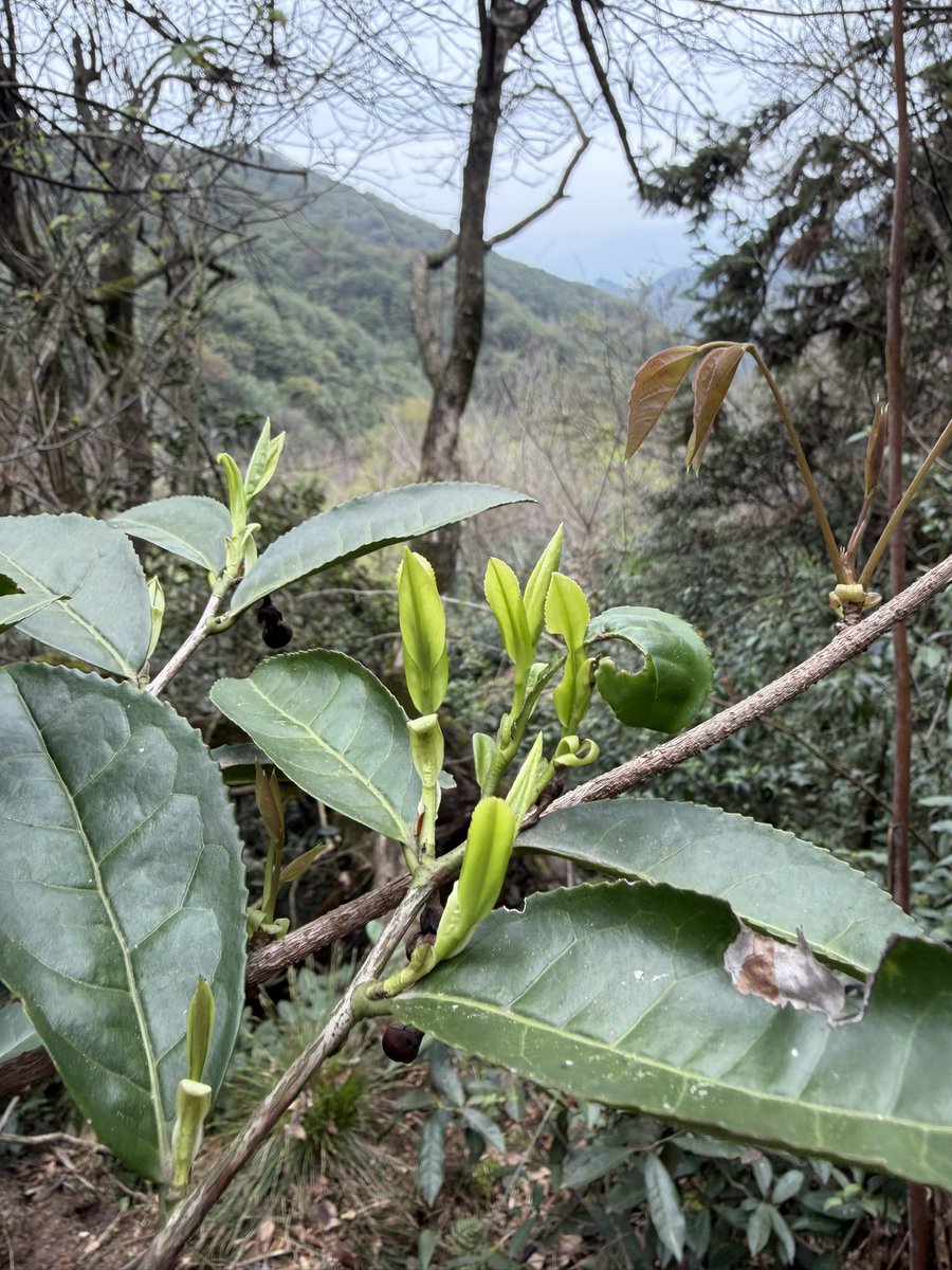 kun6969996's tweet photo. 义乌【松瀑山】采茶的小愿望终于实现了，加工以后，当天就喝上了 https://t.co/O9sbtasNi3