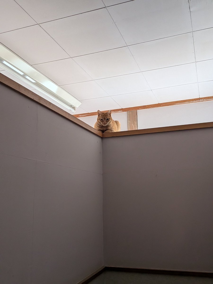 2BASSA / IBUSHIGIN tweet media