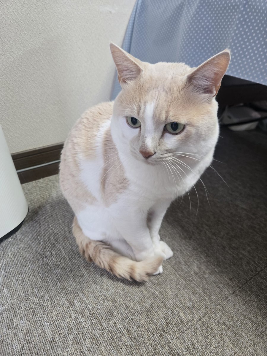 さとし tweet media