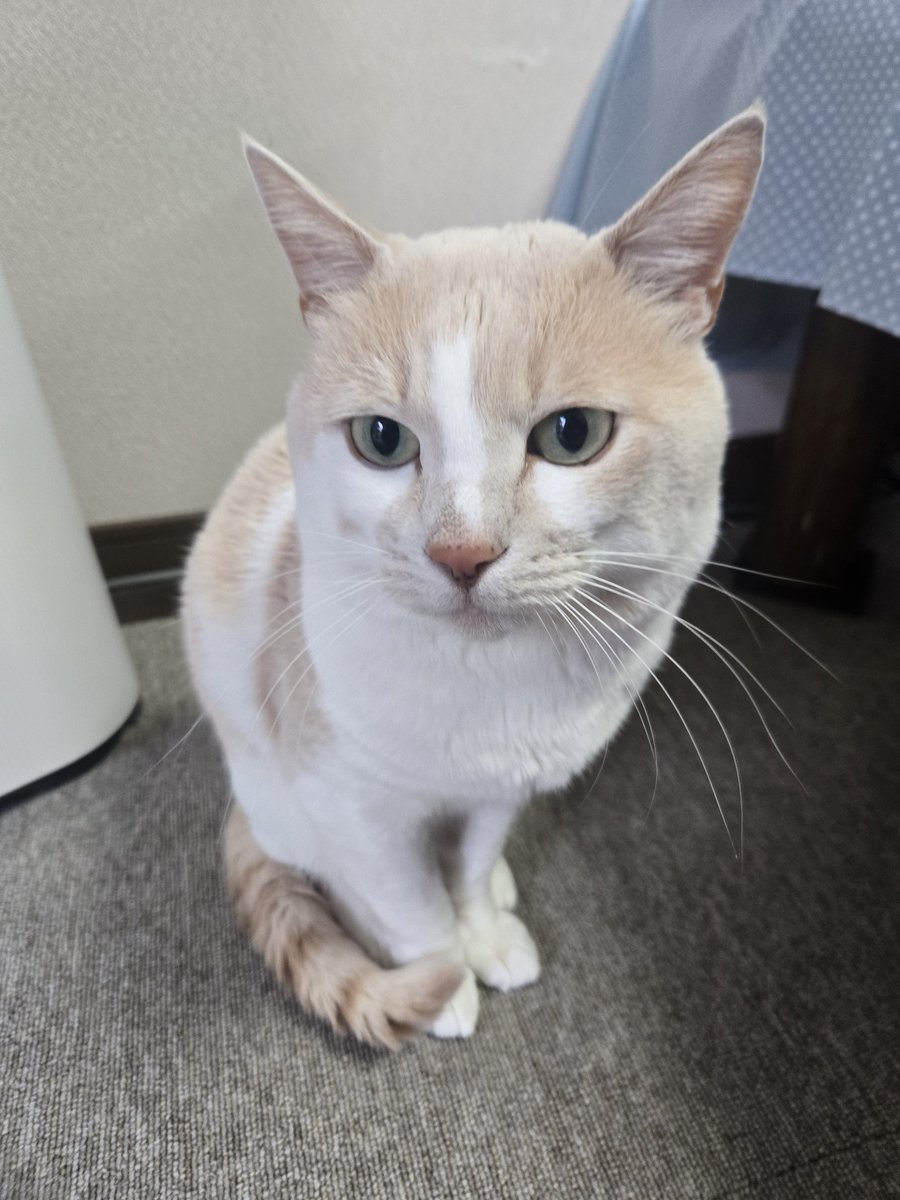 さとし tweet media