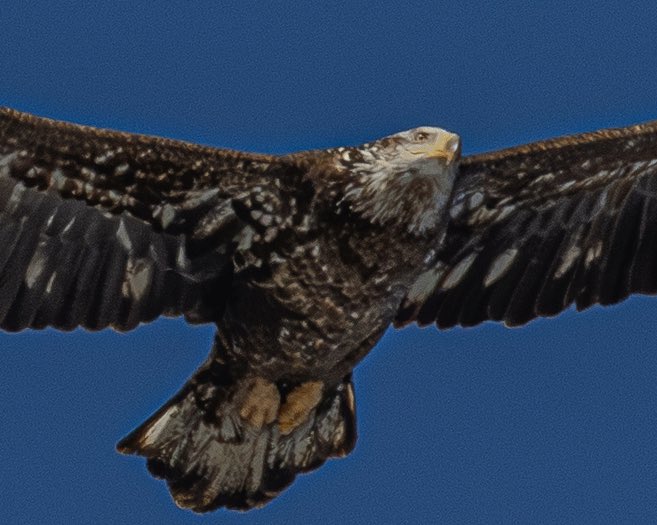 sandovalpr_26's tweet photo. 🦅 It’s #FlyFriday with this juvenile Bald Eagle 🦅
📍New York
#birdphotography #BirdsOfTwitter #baldeagle #birdsofprey https://t.co/OQdrtGeNbr