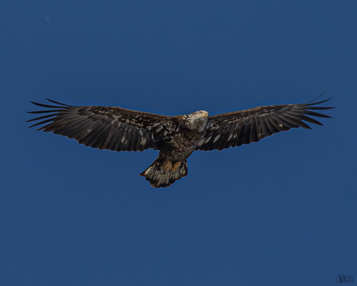 sandovalpr_26's tweet photo. 🦅 It’s #FlyFriday with this juvenile Bald Eagle 🦅
📍New York
#birdphotography #BirdsOfTwitter #baldeagle #birdsofprey https://t.co/OQdrtGeNbr