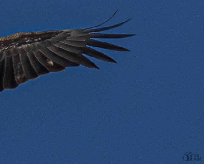 sandovalpr_26's tweet photo. 🦅 It’s #FlyFriday with this juvenile Bald Eagle 🦅
📍New York
#birdphotography #BirdsOfTwitter #baldeagle #birdsofprey https://t.co/OQdrtGeNbr