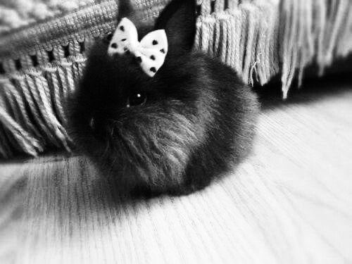 xoxopuppy tweet media