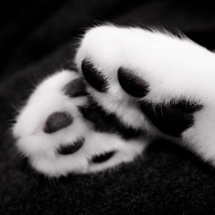 xoxopuppy tweet media