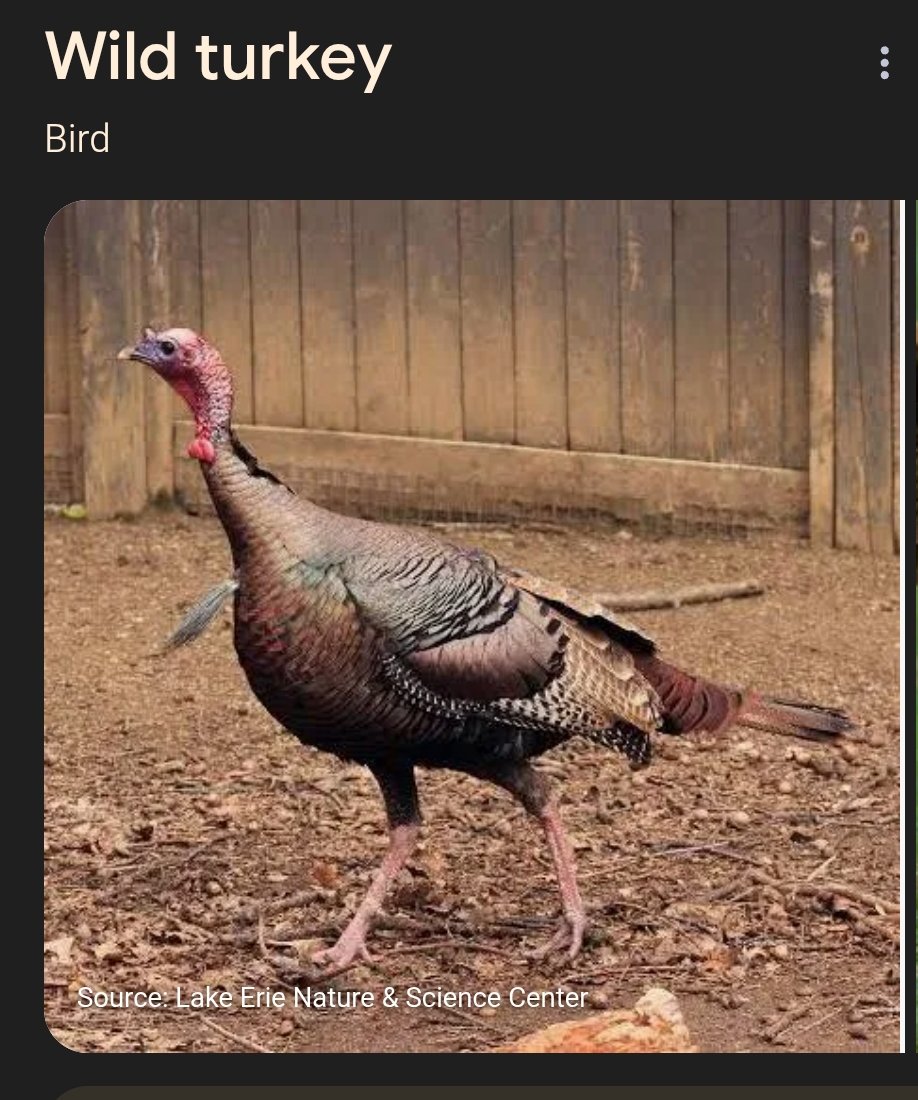 The Red Pill tweet media