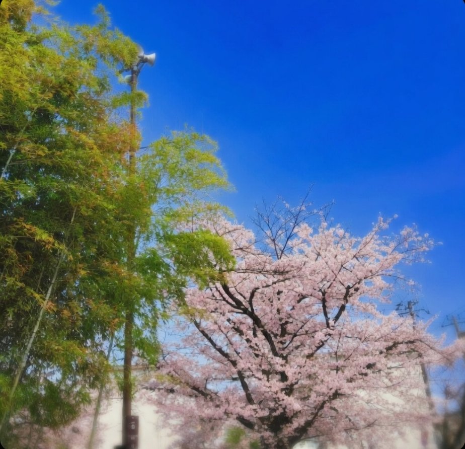 おはようございます☁🕷️
花曇りの都内ですが、昼頃から雨が降る予報です🍭☔
先週末はこんな快晴だったのにね〜☀
ここの竹林から生まれたかぐや姫とお花見する妄想をリアルに体験したいのぅ🎋🌸
超かぐや姫？カグヤノ姫？個人的には後者がリアルっぽくて理想よね〜😽
皆様、今日も良い一日を！😊